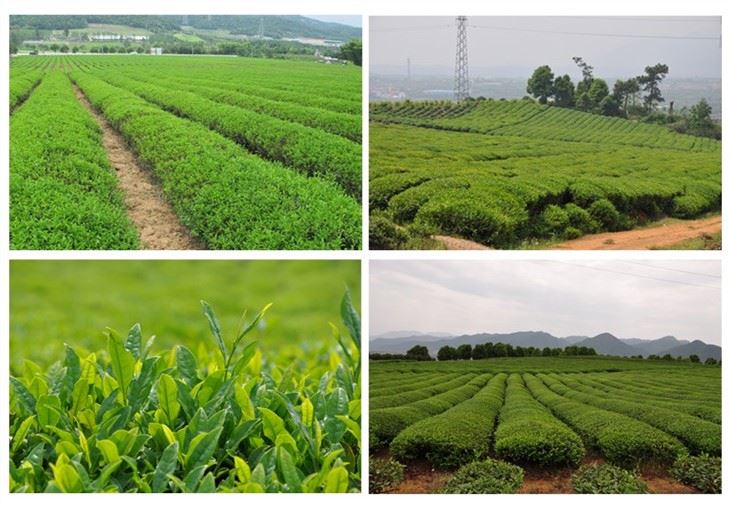Green Tea factory